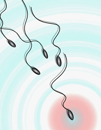 精子存活时间;男人的精子在女人体内能存活多久