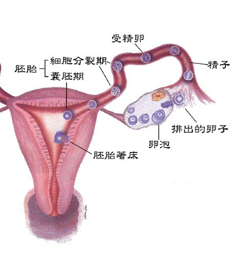为什么卵泡发育不良？导致卵泡发育不好的原因