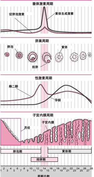 为什么卵泡发育不良？导致卵泡发育不好的原因