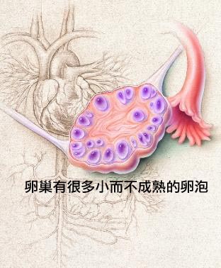 卵泡发育不好怎么办？中医调理效果更好