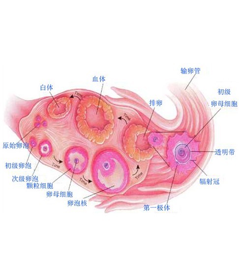 卵泡发育不好怎么办？中医调理效果更好